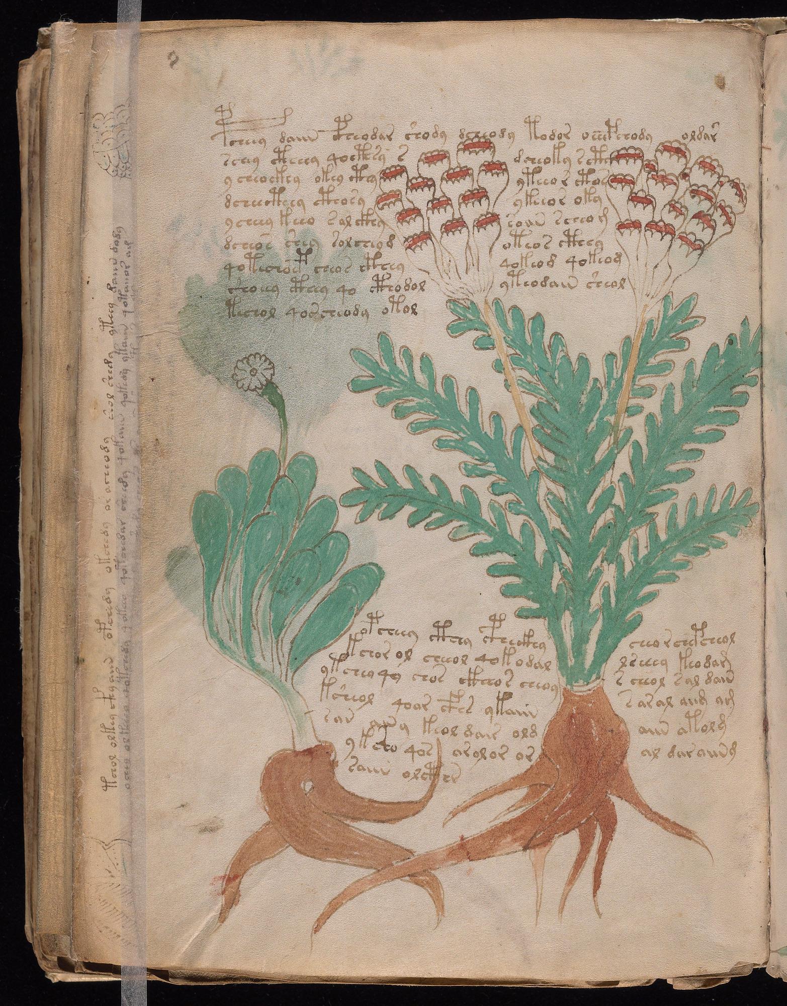 Paired Plants